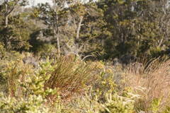 Schizachyrium condensatum