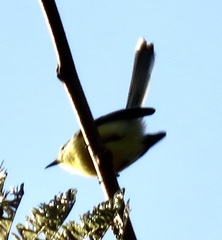 Polioptila lactea