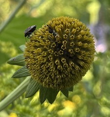 Cosmopepla lintneriana