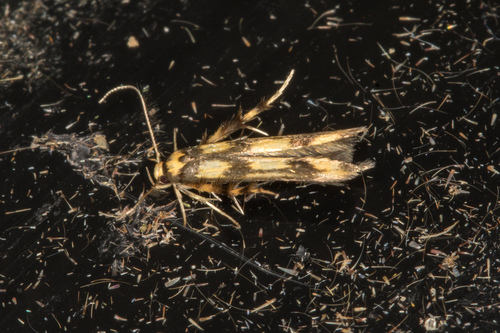 Alksninė margoji kandis nuotrauka