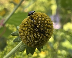 Cosmopepla lintneriana