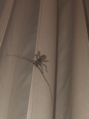 Susuacanga stigmatica