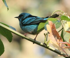 Dacnis cayana