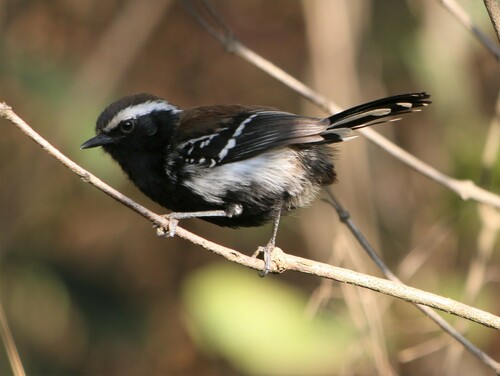 Formicivora serrana (Hellmayr, 1929)