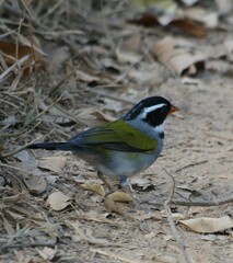 Arremon flavirostris