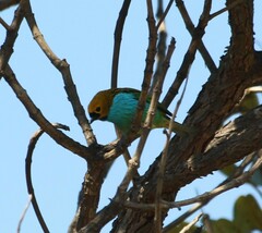 Tangara cyanoventris