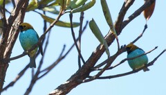 Tangara cyanoventris
