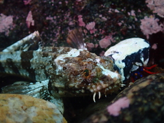 Agonopsis chiloensis
