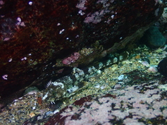 Agonopsis chiloensis