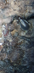 Ceratocombidae