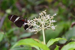 Heliconius antiochus