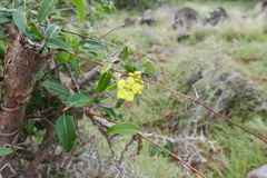 Stigmaphyllon emarginatum