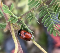 Urodera dilaticollis