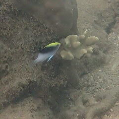 Chrysiptera rollandi