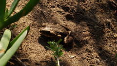 Rhinella arunco