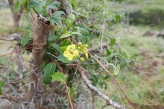 Stigmaphyllon emarginatum