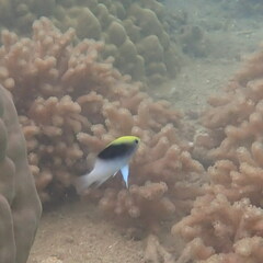 Chrysiptera rollandi