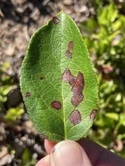 Mycosphaerella chimaphilae