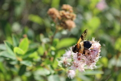 Volucella