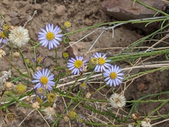 Erigeron parishii