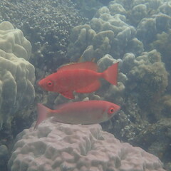 Priacanthus hamrur