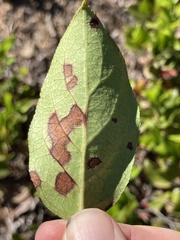 Mycosphaerella chimaphilae