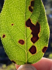 Mycosphaerella chimaphilae