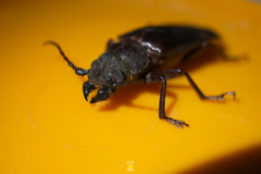 Aplagiognathus spinosus