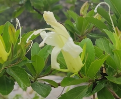 Eremogeton grandiflorus