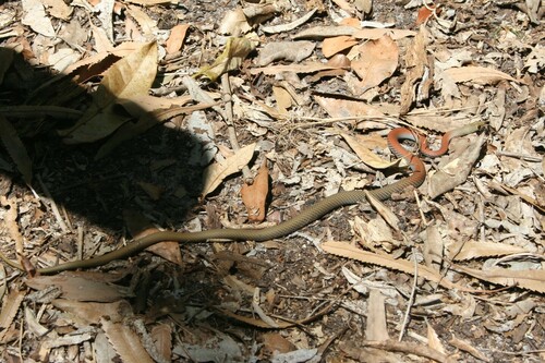 Yellow-faced Whipsnake sighting