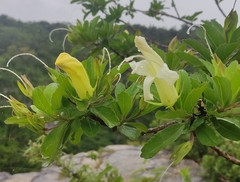 Eremogeton grandiflorus