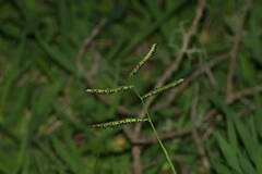 Paspalum jesuiticum