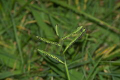 Paspalum jesuiticum