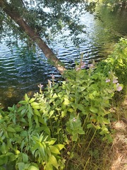Physostegia correllii