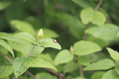 Disonycha brevilineata