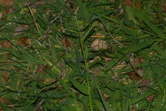 Paspalum jesuiticum