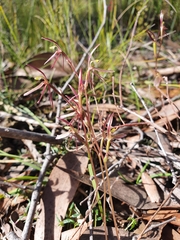 Cyrtostylis reniformis