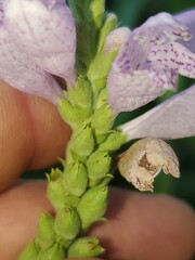 Physostegia correllii