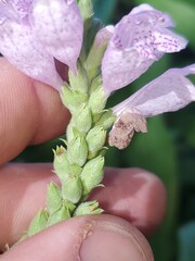 Physostegia correllii