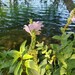 Correll's False Dragonhead - Photo (c) Eric Keith, some rights reserved (CC BY-NC), uploaded by Eric Keith