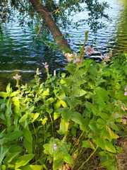 Physostegia correllii