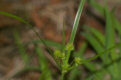 Cyperus cyperoides