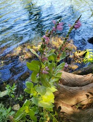 Physostegia correllii