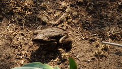 Rhinella arunco