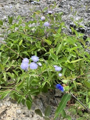 Ageratum gaumeri