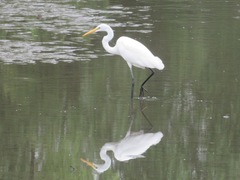 Ardea alba