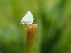 Flatormenis proxima