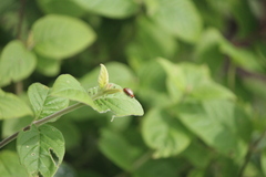 Disonycha brevilineata