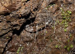 Arachnocampa