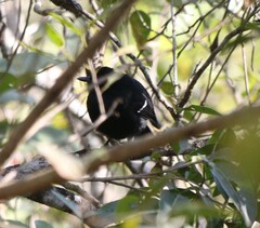 Pyriglena leucoptera